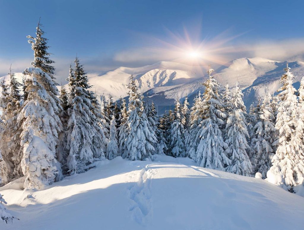 snowy winter tree scene