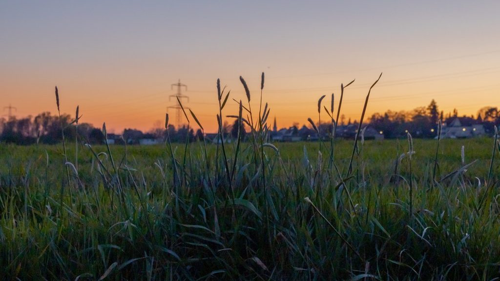 field of grass at sunset