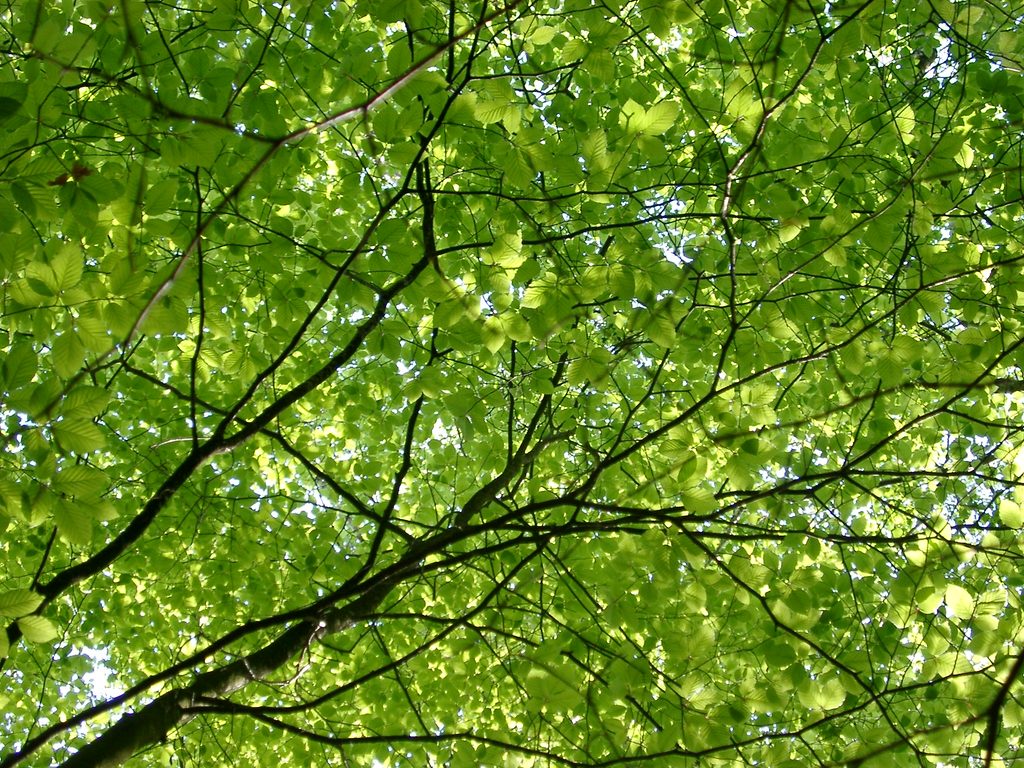 leaves on a tree