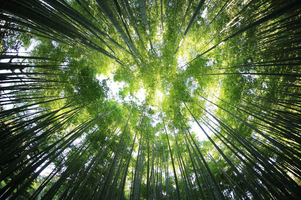 green leaves on a tree looking upwards